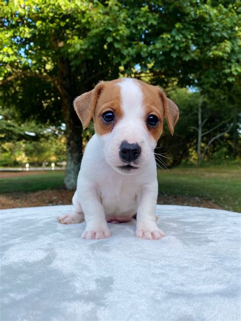 <strong>Jack Russell</strong>'s of New Hope Farms. . Rspca jack russell puppies for sale near me